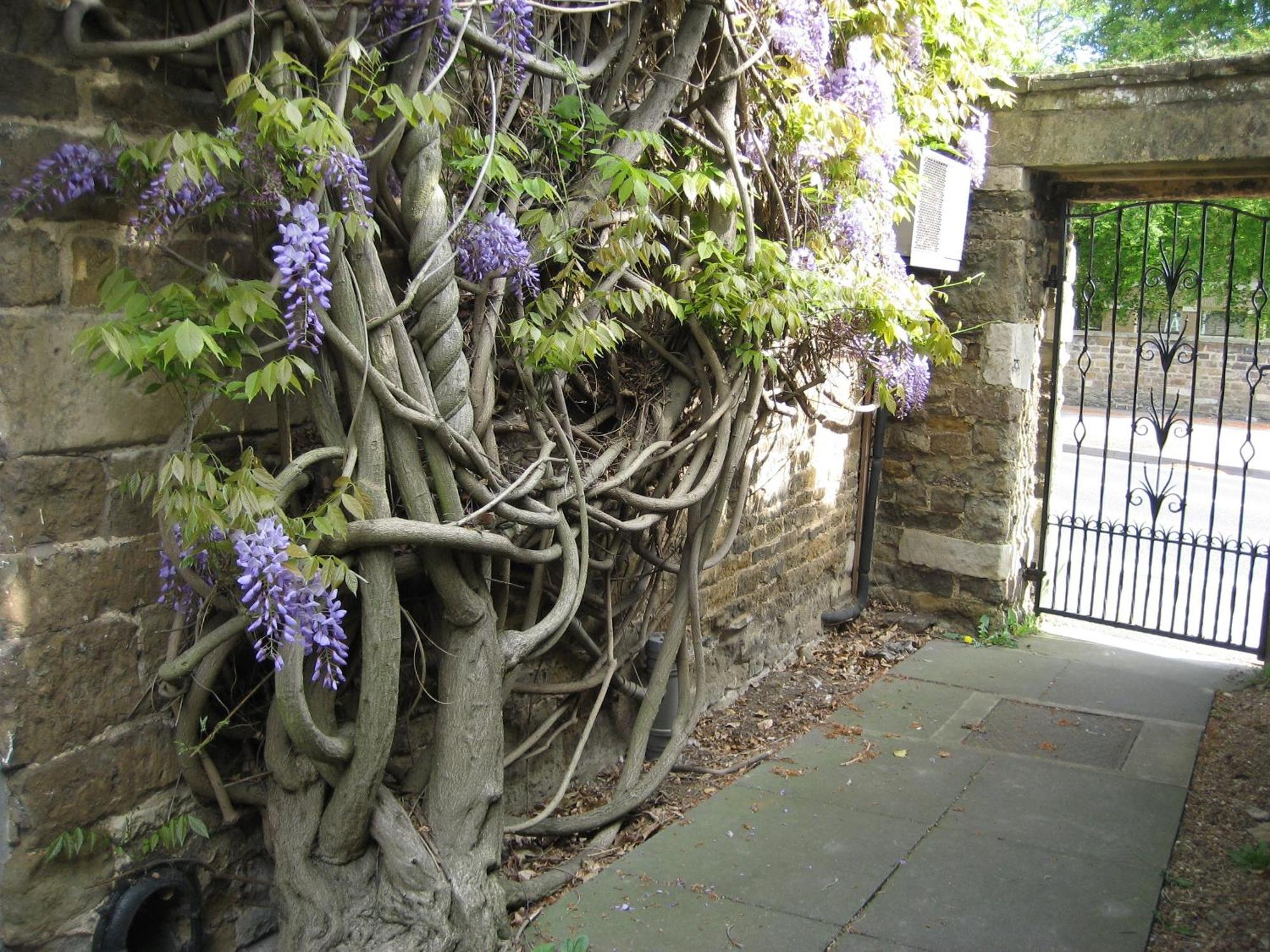 Wisteria Hotel 奥克姆 外观 照片